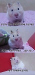 햄스터를 기르는 이유 | (백업)유머 게시판(2018-2020) 햄스터를 기르는 이유 | (백업)유머 게시판(2018-2020) | 루리웹