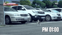 금일 동물농장 눈물샘짤