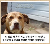 도둑이 침입하는 것을 발견한 개.jpg | 유머 게시판 | 루리웹