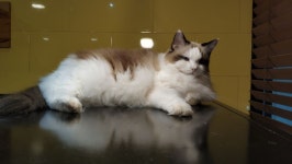 고양이카페 다녀왔어요 | 유머 게시판 | RULIWEB 고양이카페 다녀왔어요 | 유머 게시판 | 루리웹