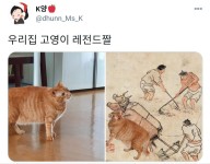 어느집 황소 고양이.jpg | (백업)유머 게시판(2020-2021) 어느집 황소 고양이.jpg | (백업)유머 게시판(2020-2021) | 루리웹