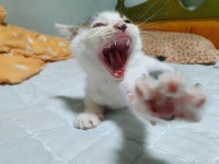 죽을 뻔한 냥이 33일차. 삼호 분양 중입니다. | 반려동물 갤러리 죽을 뻔한 냥이 33일차. 삼호 분양 중입니다. | 반려동물 갤러리 | 루리웹