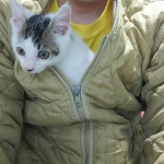 죽을 뻔한 냥이 33일차. 삼호 분양 중입니다. | 반려동물 갤러리 죽을 뻔한 냥이 33일차. 삼호 분양 중입니다. | 반려동물 갤러리 | 루리웹