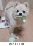 펌 댕댕이가 제일 귀여운이유
