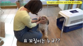 개들이 미용을 하는 이유. | 유머 게시판 | 루리웹