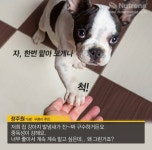 강아지 꼬순내의 진실