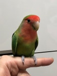 저하고 같이 살고 있는 귀염둥이 모란앵무 입니다