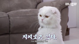 미어캣이 된 개냥이jpg
