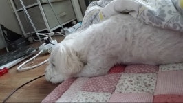 나도 우리집 강아지 | 유머 게시판 | 루리웹