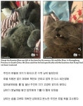 고양이 집사가 호텔에 분노한 이유.jpg | 유머 게시판 | 루리웹