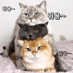 이정도면 사진에 텍스트 편집하기는 간단하게 써 볼만한 것이야 | 유머 게시판 | 루리웹 l RULIWEB 이정도면 사진에 텍스트 편집하기는 간단하게... 