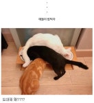 고양이 3마리 밥그릇도 3개 | 유머 게시판 | 루리웹 l RULIWEB 고양이 3마리 밥그릇도 3개 | 유머 게시판 | 루리웹