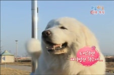 1박2일 갬블러 호동JPG