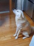 우리집 똥강아지 사진들