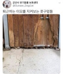 혐주의세나개 나왔던 군산 유기동물 보호센터 근황