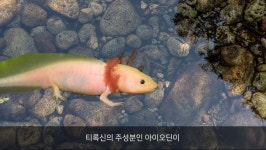 아가미 호흡을 하다가 성체가 되면 폐 호흡을 하는 동물jpg