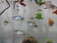 플래티가 귀엽긴함. | 정치유머 게시판 플래티가 귀엽긴함. | 정치유머 게시판 | 루리웹