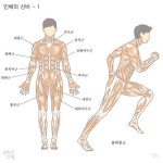 알아도 쓸대없는 우리 몸의 근육 명칭jpg