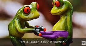 크고 아름다운 것이 달린 개구리jpg