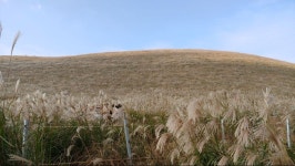 애월 새별오름 | 유머 게시판 애월 새별오름 | 유머 게시판 | 루리웹