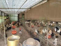 스압) 우리집 병아리랑 농장 볼래? | 유머 게시판 스압) 우리집 병아리랑 농장 볼래? | 유머 게시판 | 루리웹