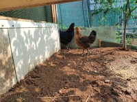 우리집에서 새로 키우게 된 이쁜이들 사진 보구 가욧! | 유머 게시판 우리집에서 새로 키우게 된 이쁜이들 사진 보구 가욧! | 유머 게시판 | 루리웹