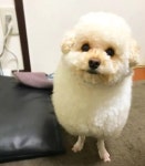 강아지 미용 보냈더니 양이 되어 돌아옴jpg