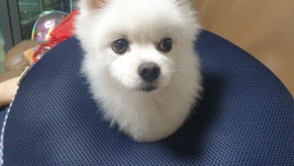 주인아.. 이게 무슨짓이냐.. | 유머 게시판 주인아.. 이게 무슨짓이냐.. | 유머 게시판 | 루리웹