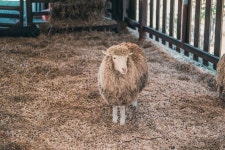 대관령 삼양목장 | 국내여행 이야기 게시판 대관령 삼양목장 | 국내여행 이야기 게시판 | 루리웹