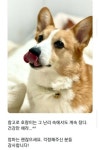 영웅 댕댕이 | 유머 게시판 영웅 댕댕이 | 유머 게시판 | 루리웹