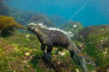 바다 이구아나를 디지몬으로 넣으면 바리에이션이 굉장할듯