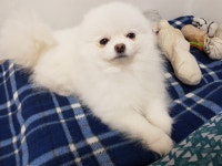 포브스 선정 올해의 강아지 | 정치유머 게시판 포브스 선정 올해의 강아지 | 정치유머 게시판 | 루리웹