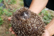 의외로 우리나라에 서식하는 토종 동물