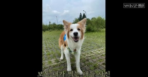 누나가 찍은 댕댕이 사진 vs 남동생이 찍은 댕댕이 사진 | (백업)유머 게시판(2021-) 누나가 찍은 댕댕이 사진 vs 남동생이 찍은 댕댕이 사진... 