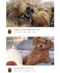 썸네일 장인 강아지 유튜버jpg