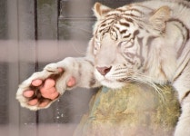 호랑이의 무서운 점