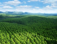 인도네시아 K나무농장 근황news