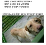 난 개 키웠어서 그런가 이재명 행복이때문에 진짜 정떨어졌었음