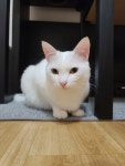 하얀 고양이와 시커먼 고양이