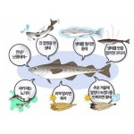 K이브이