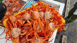 [네이버] 포항 연지홍게 3kg(8~12마리내외) 29900원!! | 업체 예판 핫딜 뽐뿌 게시판 [네이버] 포항 연지홍게 3kg(8~12마리내외) 29900원!!... 