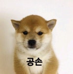 대충 공손한 짤