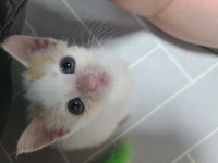 38일 전에 안산에서 주운 안쥬 근황