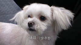 유기 동물을 공감하는 펭수 | 유머 게시판 유기 동물을 공감하는 펭수 | 유머 게시판 | 루리웹
