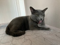 해피 세계 고양이의 날!!! | 유머 게시판 해피 세계 고양이의 날!!! | 유머 게시판 | 루리웹