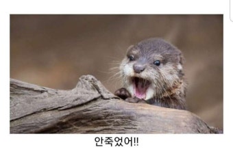 엄청난 공세로 영입 확정 | 정치유머 게시판 토트넘 가지 말고 우리 팀으로 오라! 엄청난 공세로 영입 확정 | 정치유머 게시판 | 루리웹