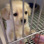 당근에 덤벨이랑 케틀벨이랑 헬스벤치 올리면 | 유머 게시판 당근에 덤벨이랑 케틀벨이랑 헬스벤치 올리면 | 유머 게시판 | 루리웹