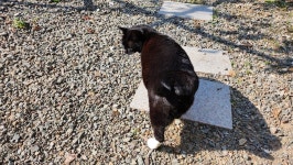 오늘의 점심 홍게라면