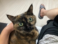울집 냥이나 보고가라 | 유머 게시판 울집 냥이나 보고가라 | 유머 게시판 | 루리웹