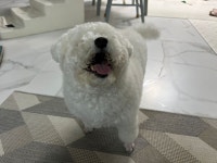 알비노 너구리 보신 적 있나요